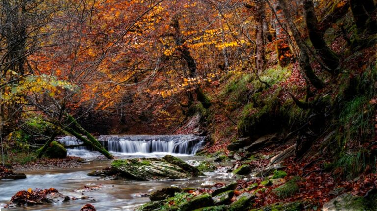 Escapada de Fin de Semana: Descubre la Selva de Irati desde Navarra